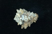 藏品(短拳螺)的圖片